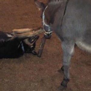 Meet your Posher, Robin